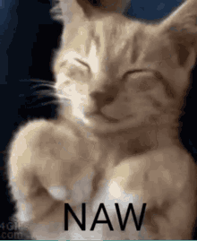 Cat Funny Memes GIF - Cat Funny Memes Funny Cat Memes GIFs