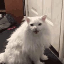 Thurston Meow GIF - Thurston Meow Cat GIFs