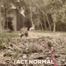 Act Normal Cat Funny GIF - Act Normal Cat Funny Cat Lol GIFs