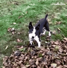 Dog The Pet Collective GIF - Dog The Pet Collective Playing GIFs