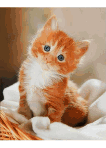 Kittens Little Cats GIF - Kittens Little Cats Baby Cats GIFs