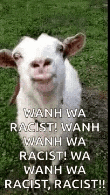 Wanh Wa Racist Goat GIF - Wanh Wa Racist Goat Goat Lick GIFs