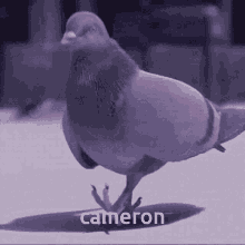 Pidgeon Cam GIF - Pidgeon Cam Cameron GIFs