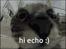 Hi Echo GIF - Hi Echo Hello GIFs