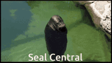Seal Central Seal Spin GIF - Seal Central Seal Seal Spin GIFs
