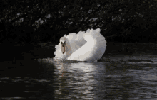 Swan Water GIF - Swan Water Lake GIFs
