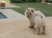 Dog Slide GIF - Dog Slide Tired GIFs