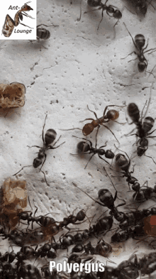 Polyergus Ants GIF - Polyergus Ants Insects GIFs