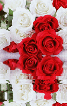 red whites red white flowers red white rose red whites red white flowers red white rose