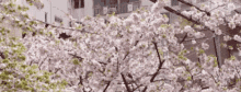 Cherry Blossoms GIF - Cherry Blossoms Magnificent GIFs