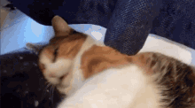 cat calico cat funny cat gif meemoo kitty