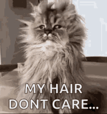 bad hair day my hair dont care i dont care kitten kitty