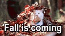Fall Is Coming Funny Animals GIF - Fall Is Coming Funny Animals Cats GIFs