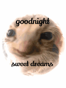 shordhe shordhe goodnight goodnight sweet dreams sexy cat shordhe shordhe goodnight goodnight sweet dreams sexy cat