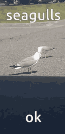 Seagulls Wingull GIF - Seagulls Seagull Gull GIFs