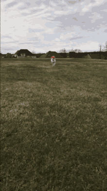 Frisbee Gunner GIF - Frisbee Gunner Dog GIFs