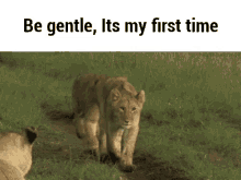 Be Gentle It'S My First Time GIF - Gentle Be Gentle First Time GIFs