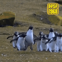 Penguin Jump GIF - Penguin Jump Waddle GIFs