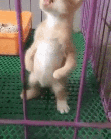Cat Standing GIF - Cat Standing Stand Up GIFs