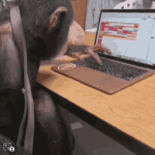 Limbani Monkey GIF - Limbani Monkey Monkey Typing GIFs