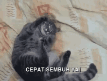 Kucing Cepat Sembuh GIF - Cepatsembuh Ucapan Kucing GIFs
