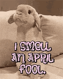 April Fool Rabbit Rabbit Rabbit GIF - April Fool Rabbit Rabbit Rabbit April1st GIFs