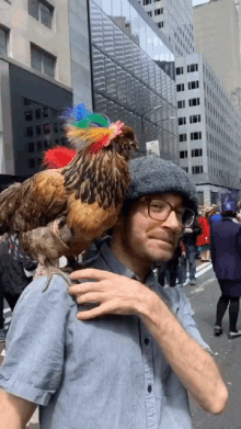 chicken pet chicken chicken pet chicken