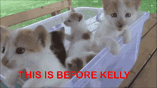 Kittens Kelly GIF - Kittens Kelly This Is Them GIFs