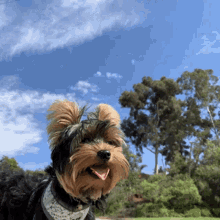 Yorkie Dog GIF - Yorkie Dog Gizmo GIFs
