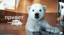 улыбка привет приветик медведь рука GIF - Baby Polar Bear Hi GIFs