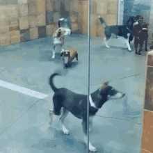 Dogs Awkward GIF - Dogs Awkward Introvert GIFs
