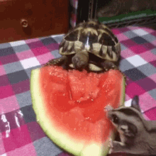 Turtle Watermelon GIF - Turtle Watermelon GIFs