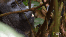 Eating Fruit Behold The King Of The Jungle GIF - Eating Fruit Behold The King Of The Jungle Enjoy Food GIFs