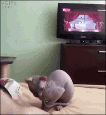 Hairless Cat Stand Up GIF - Hairless Cat Cat Stand Up GIFs
