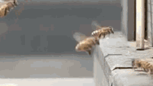 Bees Collision GIF - Bees Collision Collide GIFs