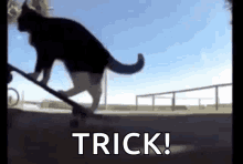 Alyx Skate GIF - Alyx Skate Cat GIFs