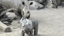 rhino run cute scared animals