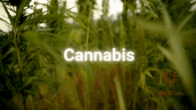 plants marijuana