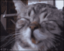 laughing kitty cat cute lil bub