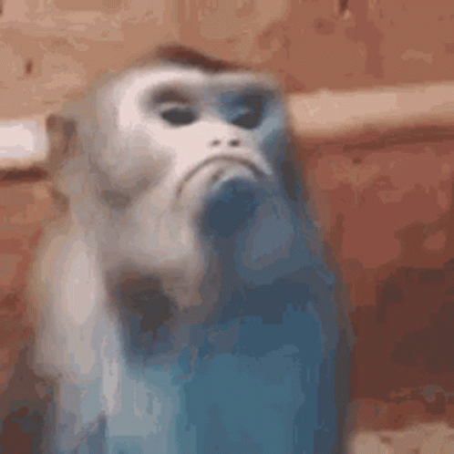 mad-monkey.gif