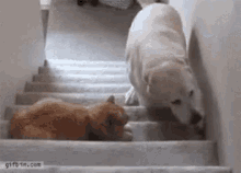 kotu kedi kotu kedi
