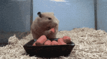 hamster cute full eating carrots