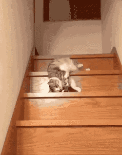 Cat Stairs GIF - Cat Stairs Lazy - Descubre &amp; Comparte GIFs