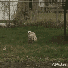 Crazy Dog GIF - Crazy Dog Running GIFs