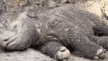Wake Up Sumatran Rhinos Are Nearly Gone New Plan Launched To Save Them GIF - Wake Up Sumatran Rhinos Are Nearly Gone New Plan Launched To Save Them World Rhino Day GIFs