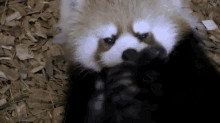 Is Tasty GIF - Red Pandas Pandas Nomnomnom GIFs