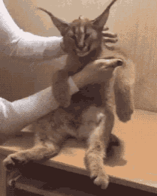 Lynx Pet GIF - Lynx Pet Caress GIFs