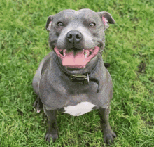 sbt staffie staffy staffordshire bull terrier sbt staffie staffy staffordshire bull terrier
