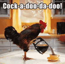 Chicken Coffee GIF - Chicken Coffee Cock A Doo Da Doo GIFs