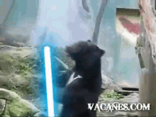 Again! This Time With A Light Saber! GIF - Starwars Bears GIFs